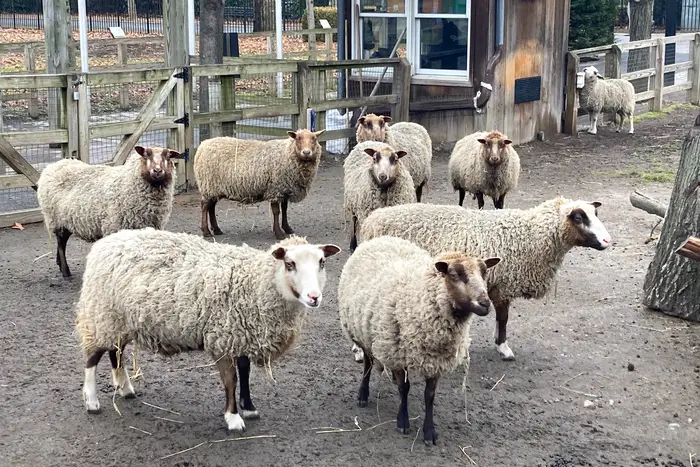 sheep at the Queens Zoo